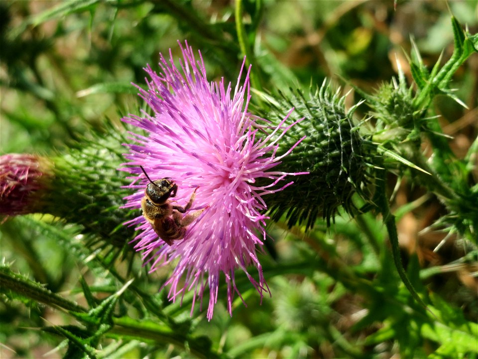 Gewöhnliche Kratzdistel (Cirsium vulgare) in Hockenheim