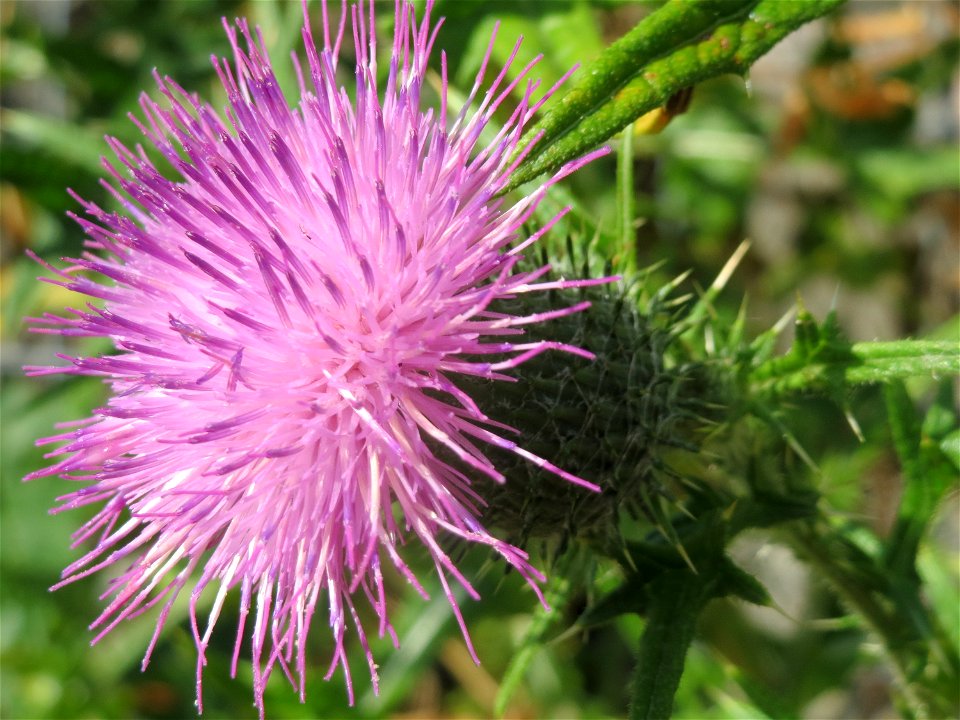 Gewöhnliche Kratzdistel (Cirsium vulgare) in Hockenheim