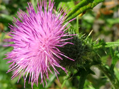 Gewöhnliche Kratzdistel (Cirsium vulgare) in Hockenheim