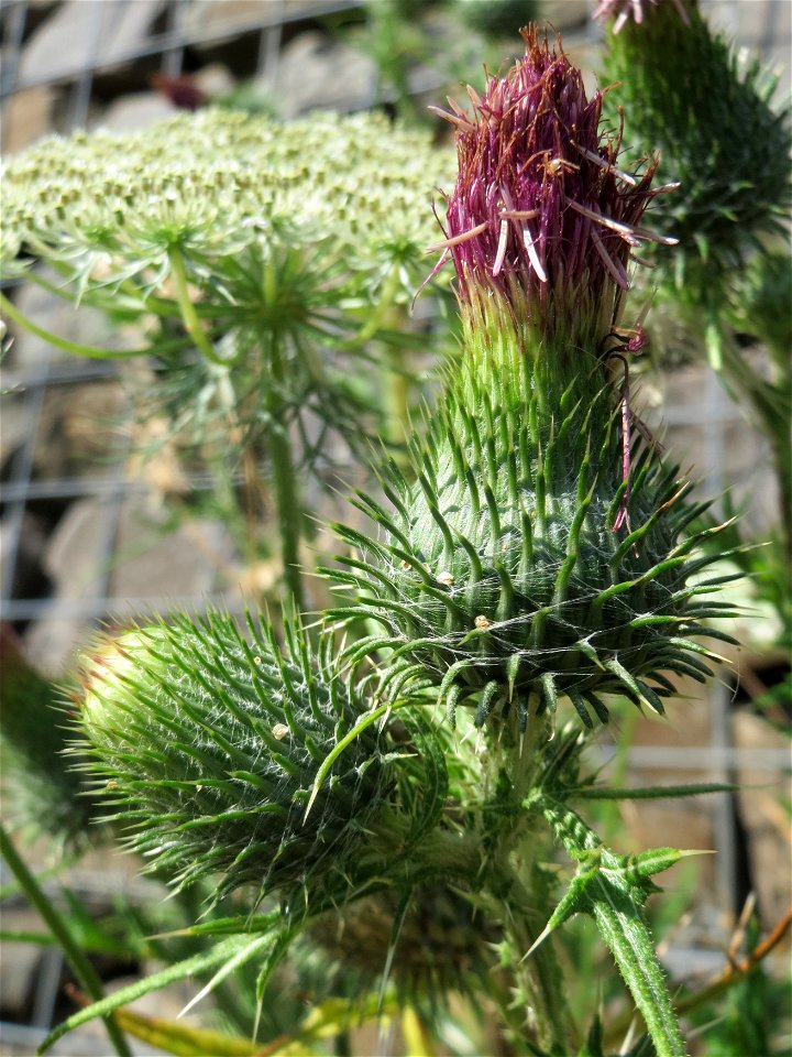 Gewöhnliche Kratzdistel (Cirsium vulgare) in Hockenheim