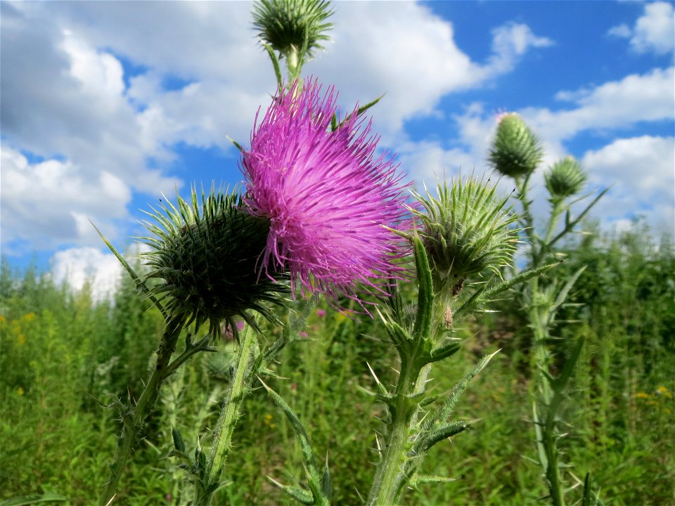Gewöhnliche Kratzdistel (Cirsium vulgare) in Hockenheim-Talhaus