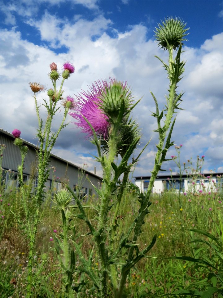 Gewöhnliche Kratzdistel (Cirsium vulgare) und Weg-Distel (Carduus acanthoides) in Hockenheim-Talhaus