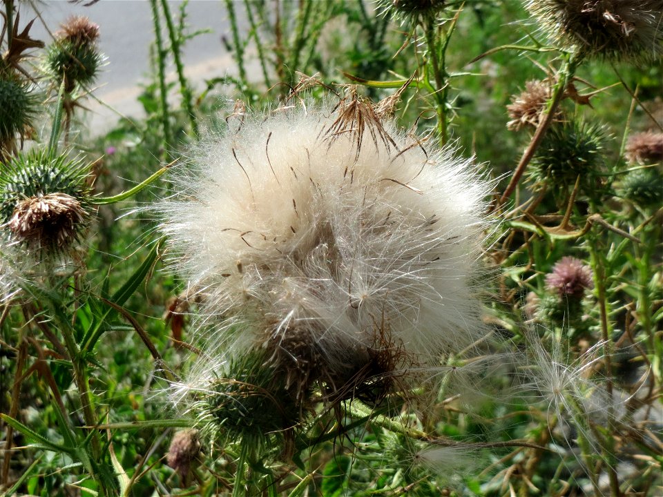 Samenstand der Gewöhnlichen Kratzdistel (Cirsium vulgare) auf einer Ruderalfläche in Hockenheim-Talhaus