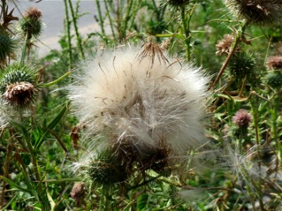 Samenstand der Gewöhnlichen Kratzdistel (Cirsium vulgare) auf einer Ruderalfläche in Hockenheim-Talhaus