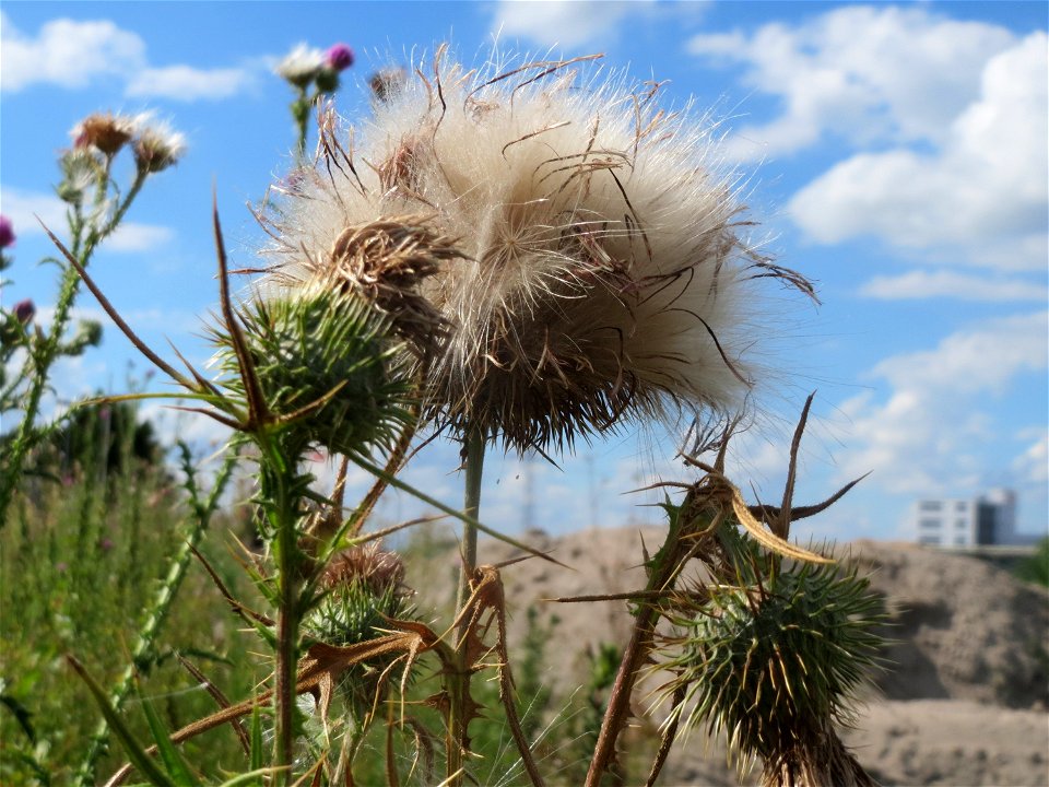 Samenstand der Gewöhnlichen Kratzdistel (Cirsium vulgare) auf einer Ruderalfläche in Hockenheim-Talhaus