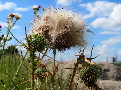 Samenstand der Gewöhnlichen Kratzdistel (Cirsium vulgare) auf einer Ruderalfläche in Hockenheim-Talhaus
