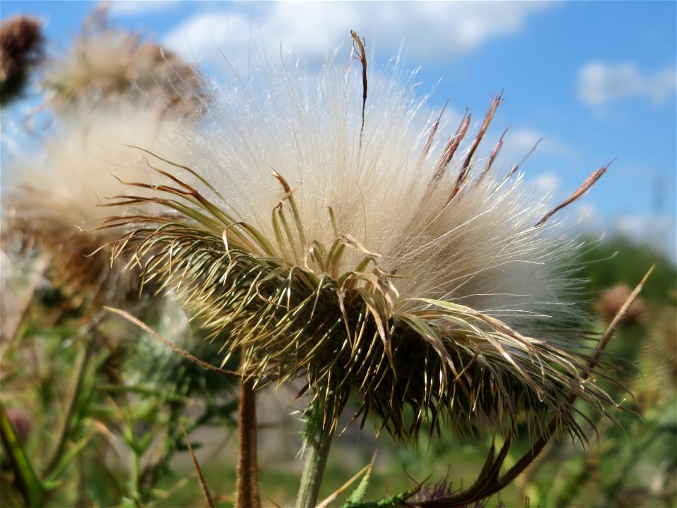 Samenstand der Gewöhnlichen Kratzdistel (Cirsium vulgare) auf einer Ruderalfläche in Hockenheim-Talhaus