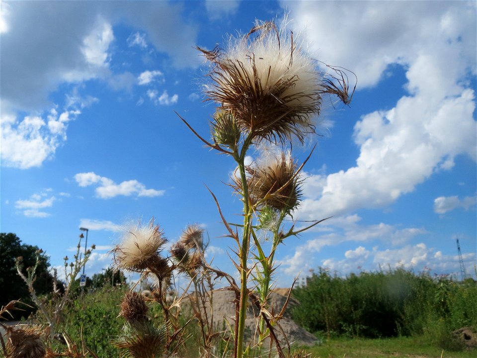 Samenstand der Gewöhnlichen Kratzdistel (Cirsium vulgare) auf einer Ruderalfläche in Hockenheim-Talhaus