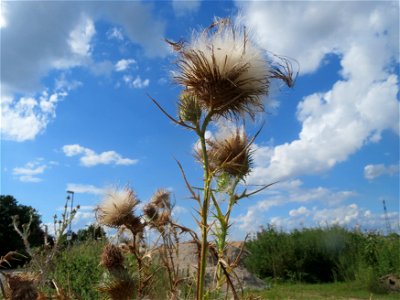 Samenstand der Gewöhnlichen Kratzdistel (Cirsium vulgare) auf einer Ruderalfläche in Hockenheim-Talhaus
