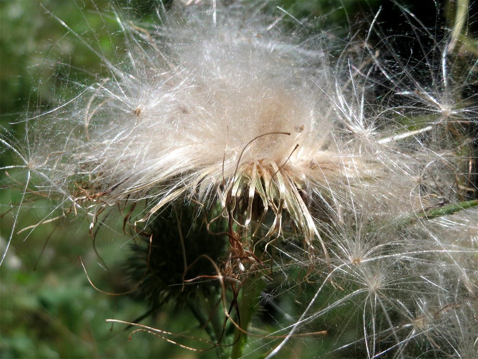 Gewöhnliche Kratzdistel (Cirsium vulgare) an der Saar in Saarbrücken