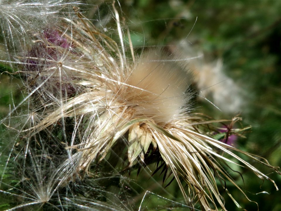 Gewöhnliche Kratzdistel (Cirsium vulgare) an der Saar in Saarbrücken