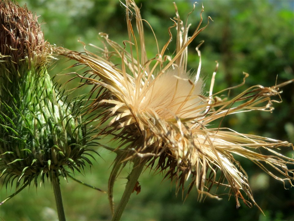 Gewöhnliche Kratzdistel (Cirsium vulgare) an der Saar in Saarbrücken