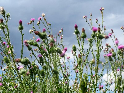 Gewöhnliche Kratzdistel (Cirsium vulgare) und Weg-Distel (Carduus acanthoides) in Hockenheim-Talhaus