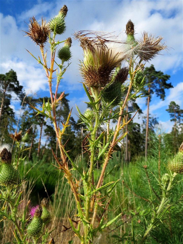 Gewöhnliche Kratzdistel (Cirsium vulgare) im Schwetzinger Hardt