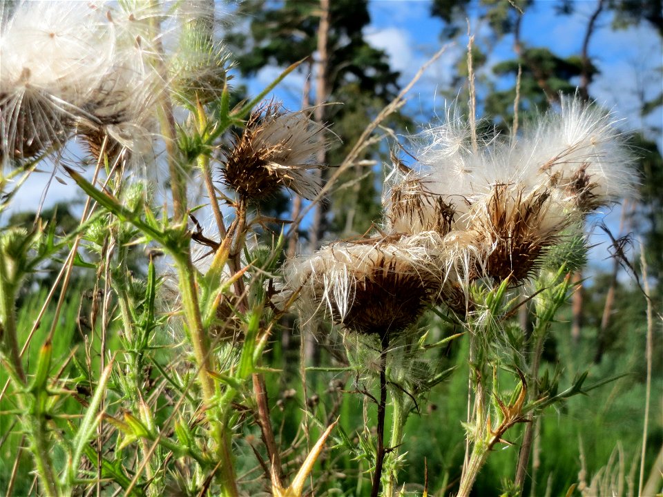 Gewöhnliche Kratzdistel (Cirsium vulgare) im Schwetzinger Hardt