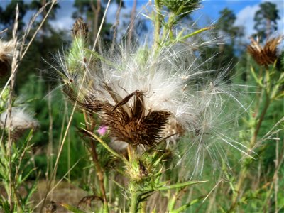 Gewöhnliche Kratzdistel (Cirsium vulgare) im Schwetzinger Hardt