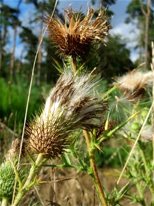 Gewöhnliche Kratzdistel (Cirsium vulgare) im Schwetzinger Hardt