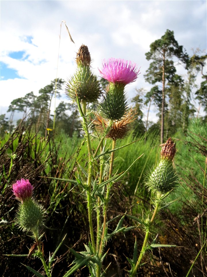 Gewöhnliche Kratzdistel (Cirsium vulgare) im Schwetzinger Hardt