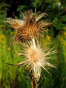 Gewöhnliche Kratzdistel (Cirsium vulgare) im Schwetzinger Hardt