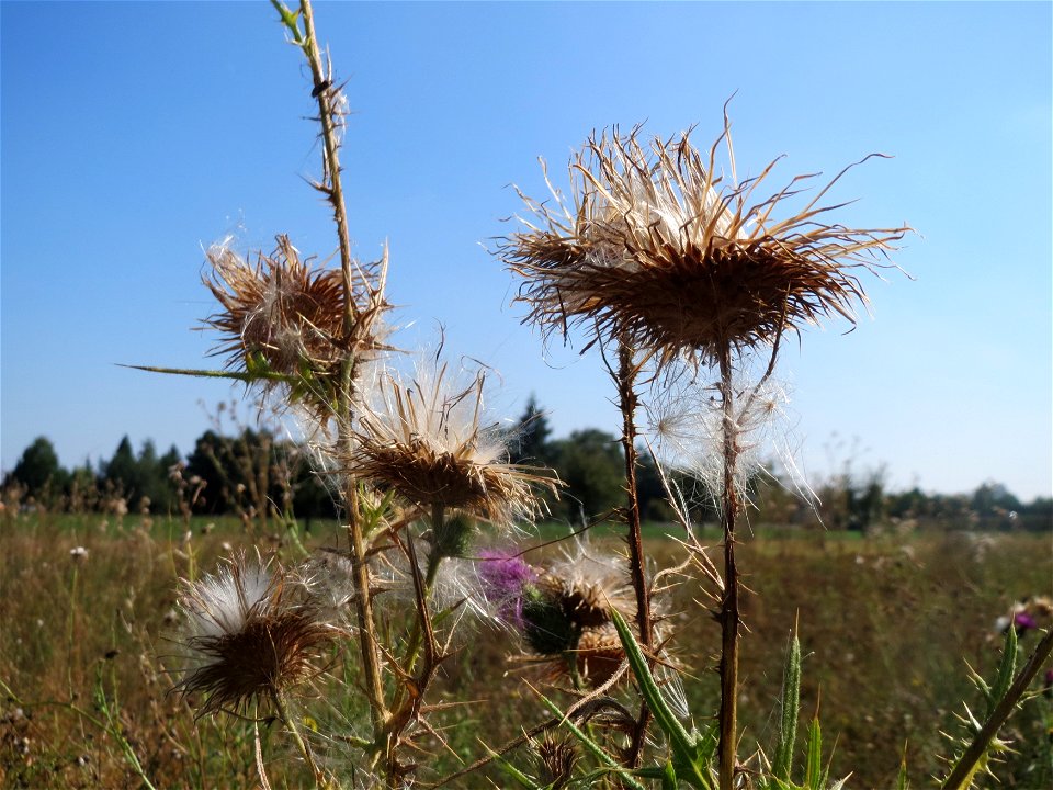 Gewöhnliche Kratzdistel (Cirsium vulgare) bei Neulußheim