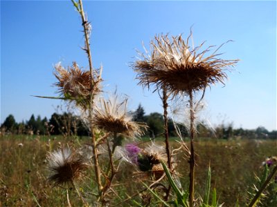 Gewöhnliche Kratzdistel (Cirsium vulgare) bei Neulußheim