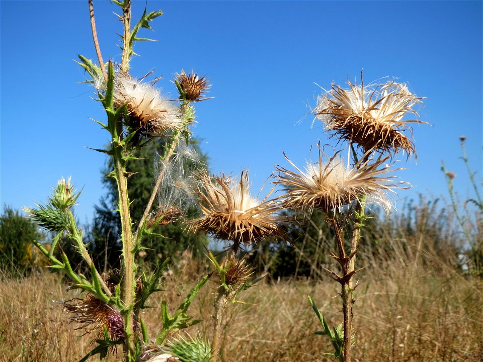 Gewöhnliche Kratzdistel (Cirsium vulgare) bei Neulußheim