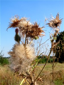 Gewöhnliche Kratzdistel (Cirsium vulgare) bei Neulußheim