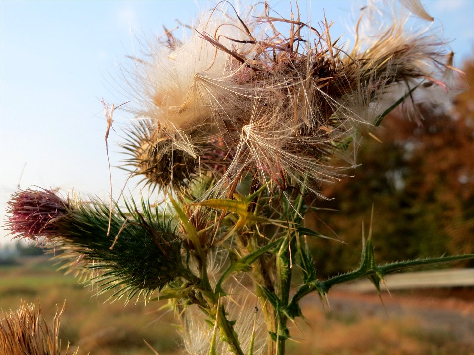 Gewöhnliche Kratzdistel (Cirsium vulgare) bei Neulußheim