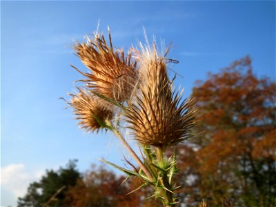 Gewöhnliche Kratzdistel (Cirsium vulgare) bei Neulußheim