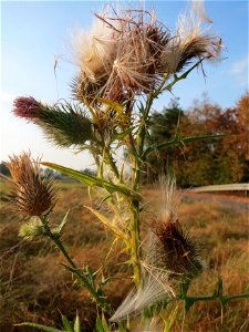 Gewöhnliche Kratzdistel (Cirsium vulgare) bei Neulußheim