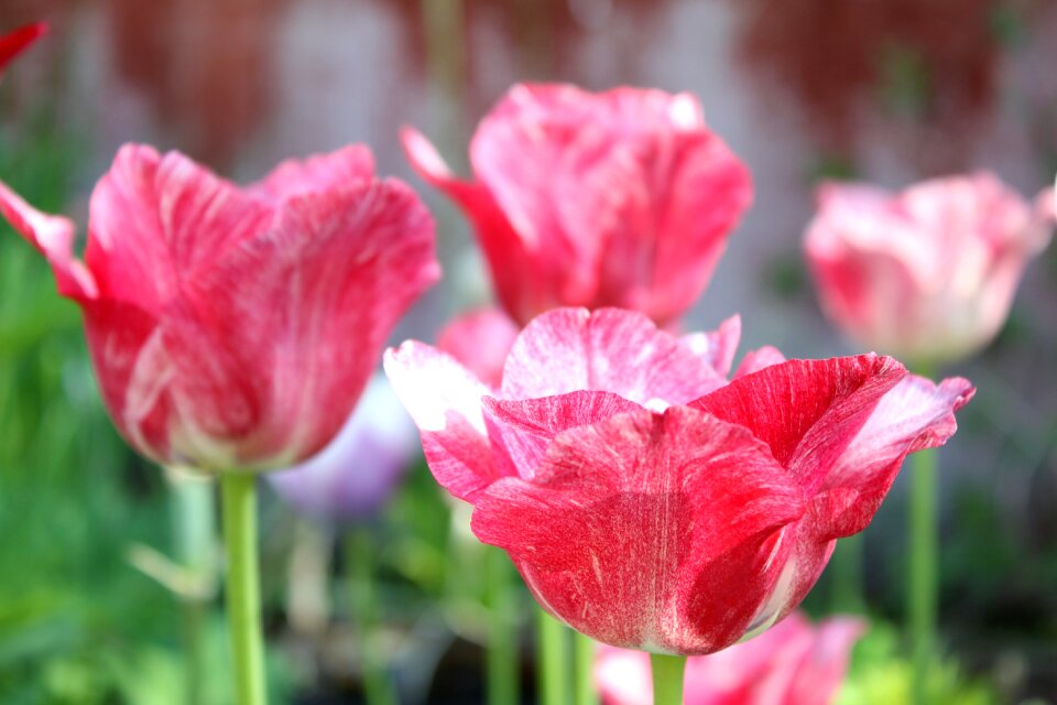 Spring nature blossom