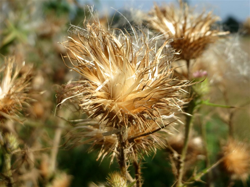 Gewöhnliche Kratzdistel (Cirsium vulgare) im Hockenheimer Rheinbogen