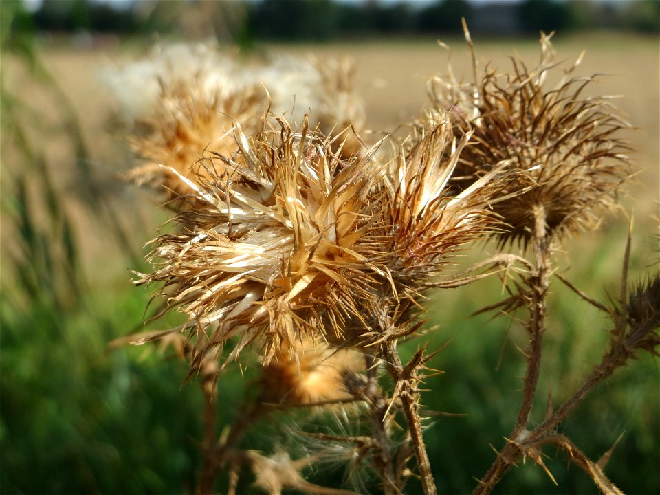 Gewöhnliche Kratzdistel (Cirsium vulgare) im Hockenheimer Rheinbogen