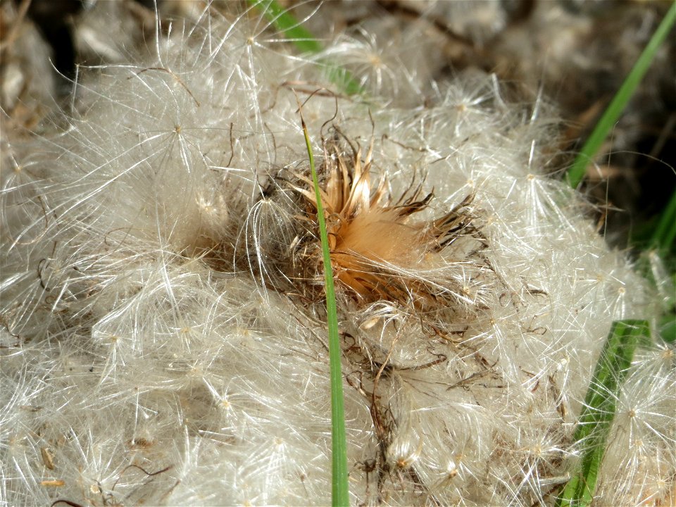 Gewöhnliche Kratzdistel (Cirsium vulgare) im Hockenheimer Rheinbogen