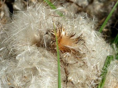 Gewöhnliche Kratzdistel (Cirsium vulgare) im Hockenheimer Rheinbogen