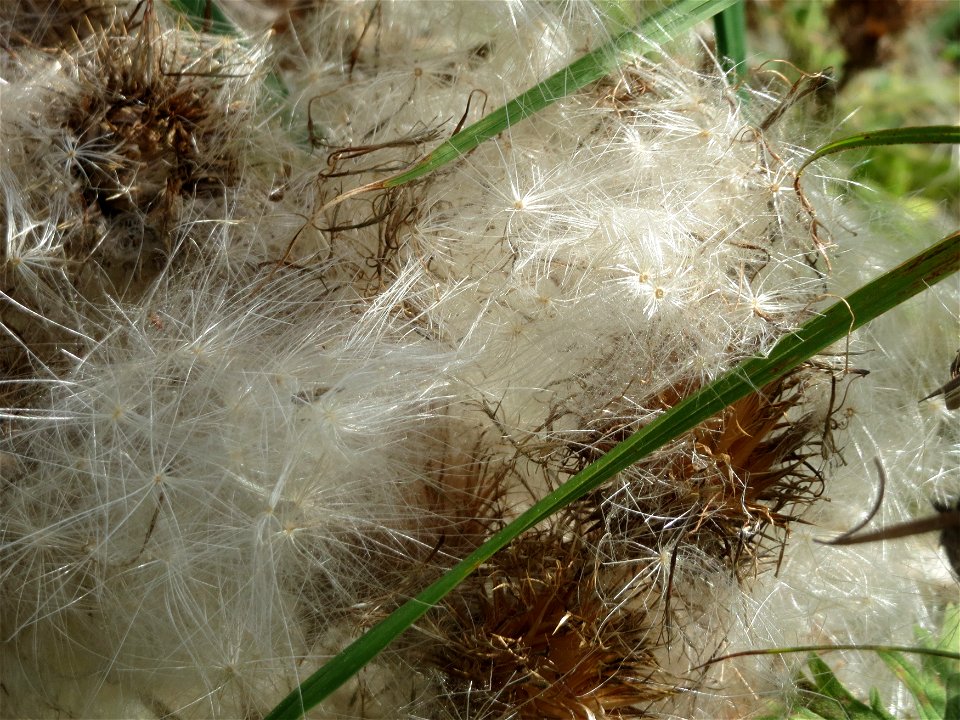 Gewöhnliche Kratzdistel (Cirsium vulgare) im Hockenheimer Rheinbogen