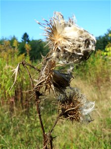 Gewöhnliche Kratzdistel (Cirsium vulgare) an der Habsterhöhe in Alt-Saarbrücken