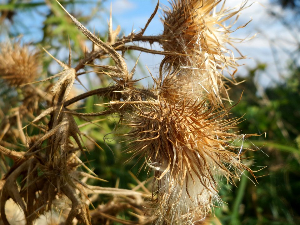 Gewöhnliche Kratzdistel (Cirsium vulgare) im Hockenheimer Rheinbogen