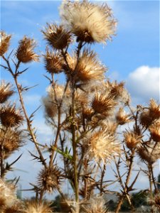 Gewöhnliche Kratzdistel (Cirsium vulgare) im Hockenheimer Rheinbogen