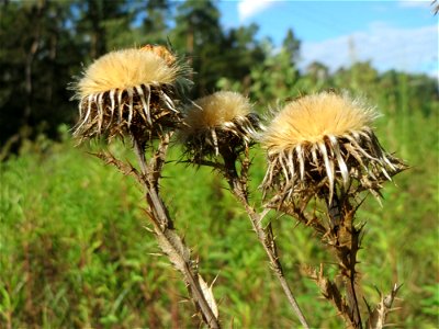 Wir müdssen nicht in die Alpen, wir brauchen keine Silberdistel, wir haben die Gewöhnliche Kratzdistel (Cirsium vulgare) im Schwetzinger Hardt - an der Bahnstrecke Mannheim-Karlsruhe findet sich ein k