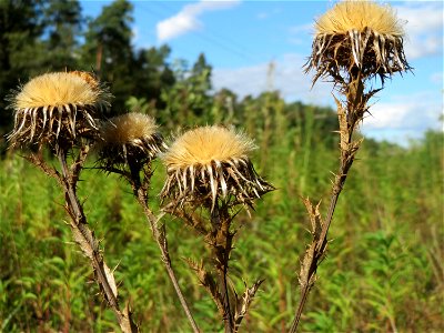 Wir müdssen nicht in die Alpen, wir brauchen keine Silberdistel, wir haben die Gewöhnliche Kratzdistel (Cirsium vulgare) im Schwetzinger Hardt - an der Bahnstrecke Mannheim-Karlsruhe findet sich ein k