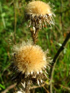 Wir müdssen nicht in die Alpen, wir brauchen keine Silberdistel, wir haben die Gewöhnliche Kratzdistel (Cirsium vulgare) im Schwetzinger Hardt - an der Bahnstrecke Mannheim-Karlsruhe findet sich ein k