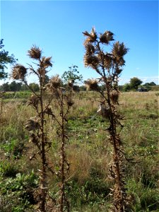 Gewöhnliche Kratzdistel (Cirsium vulgare) am Rand vom Naturschutzgebiet Gewann Frankreich-Wiesental