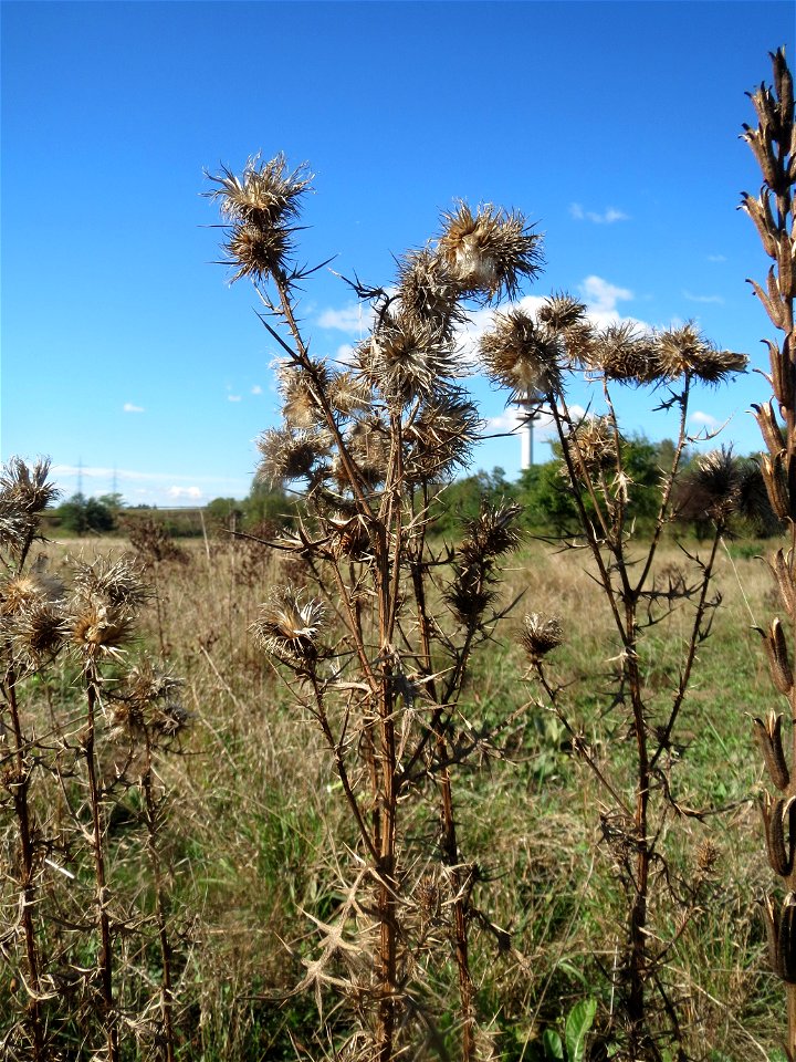 Gewöhnliche Kratzdistel (Cirsium vulgare) am Rand vom Naturschutzgebiet Gewann Frankreich-Wiesental