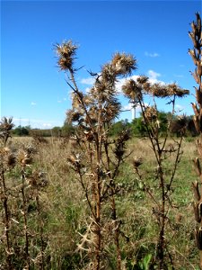 Gewöhnliche Kratzdistel (Cirsium vulgare) am Rand vom Naturschutzgebiet Gewann Frankreich-Wiesental