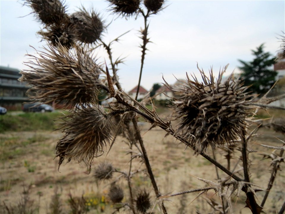 Gewöhnliche Kratzdistel (Cirsium vulgare) auf einer Ruderalfläche am Messplatz in Hockenheim