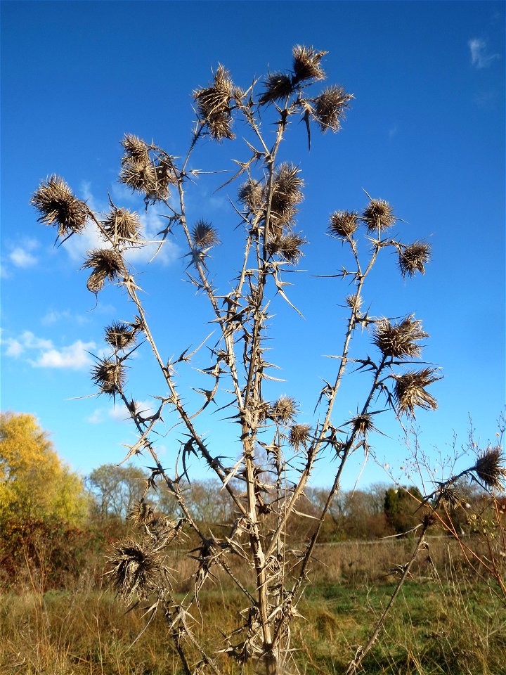 Gewöhnliche Kratzdistel (Cirsium vulgare) bei Neulußheim (Gemarkung Altlußheim)