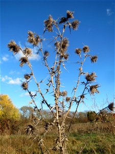 Gewöhnliche Kratzdistel (Cirsium vulgare) bei Neulußheim (Gemarkung Altlußheim)