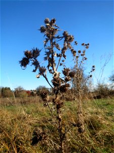 Gewöhnliche Kratzdistel (Cirsium vulgare) bei Neulußheim (Gemarkung Altlußheim)