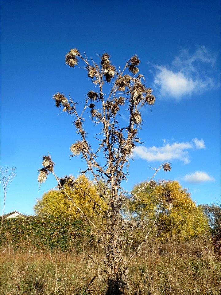 Gewöhnliche Kratzdistel (Cirsium vulgare) bei Neulußheim (Gemarkung Altlußheim)
